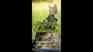 Cat Festival  First Paw Adventures 2024 [upl. by Hurd]