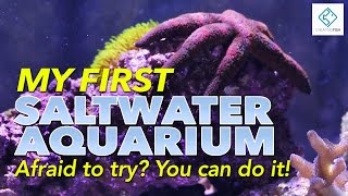 My First Saltwater Aquarium  Afraid To Try You Can Do It [upl. by Venus]