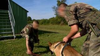 Ma vie de chien militaire 35 Mon dressage [upl. by Adda]