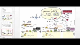 Osteoblast Physiology [upl. by Helyn]