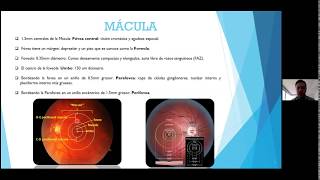 Anatomía y fisiología de retina [upl. by Naimerej]