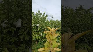 Dragonflies dancing in the air🦗🌿shortstrendingyoutubeshortsshortshortvideoyoutubevideoreels [upl. by Dimphia]