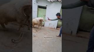 Vilayati Sheep Aggressive Moment 😀❤️🔥 Contact9603878121 [upl. by Polash]