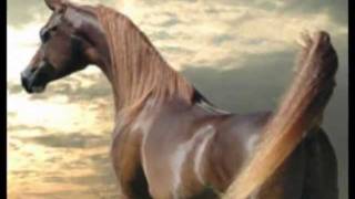 Celin Dion  arabische paarden [upl. by Ahsirahc]