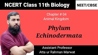 Phylum Echinodermata  Animal Kingdom  NCERT class 11th Biology  NEET  CBSE [upl. by Atiuqaj929]