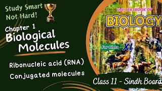 Ribonucleic Acid  Conjugated molecules  Chapter 1  Sindh Board  Class 11  Biology [upl. by Shum]