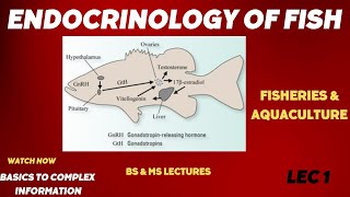 Endocrinology OF FISH Fisheries and AquacultureBSMS [upl. by Gorrono]