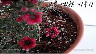 강렬한 색의 호주매화Leptospermum scoparium 키우기 [upl. by Fugate694]