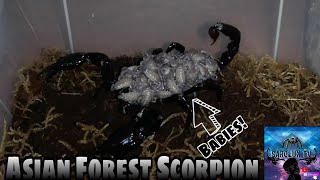 Heterometrus Longimanus Parthenogenetic  Asian Forest Scorpion Babies [upl. by Beret]