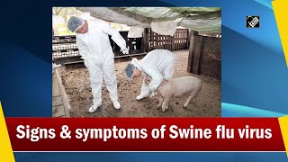 Signs amp symptoms of Swine flu virus [upl. by Haimorej]