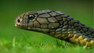 What are the characteristics of Reptiles [upl. by Ciardap598]