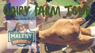 MALENY DAIRIES TOUR [upl. by Christabella]