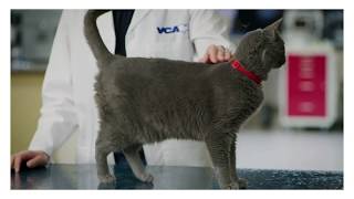 How can I tell if my cat is overweight [upl. by Enirahtak]