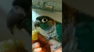 Yoyo pyrrhura molinae 🐦 parle et mange en même temps [upl. by Musa753]