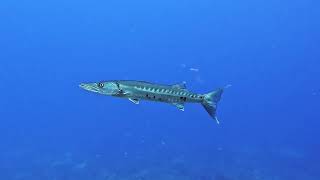 Utila Honduras 92024 Diving 16 [upl. by Ronoc372]