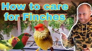 How to care for your Finches [upl. by Duffie]