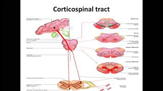 Descending tracts Basal Ganglia and White matter of the brain [upl. by Jandy]