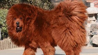 5 Most Muscular Dog Breeds In The World [upl. by Eltsyek]