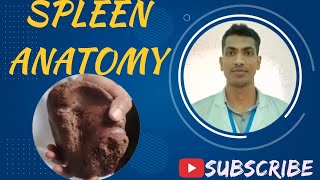 Spleen Viscera Bangla Demo Abdomen Anatomy anatomy viscera viva [upl. by Betteann676]