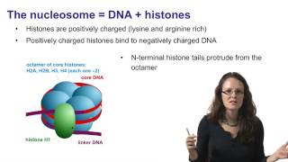 3 Chromatin and the nucleosome [upl. by Dnarud]