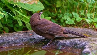 Handsome Cowbird Stops By To Drink [upl. by Kenric]