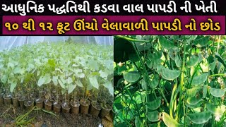 ચોમાસામાં કડવાલ પાપડી ના છોડ કયા મહિનામાં રોપવા જોઈએ તેથી જલ્દી પાપડી ચાલુ થાય છે real farming [upl. by Aisital836]