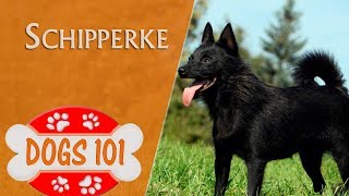 Dogs 101  SCHIPPERKE  Top Dog Facts About the SCHIPPERKE [upl. by Lizzie]