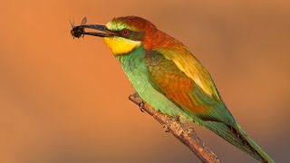 European beeeaters hunting at sunset [upl. by Belinda]