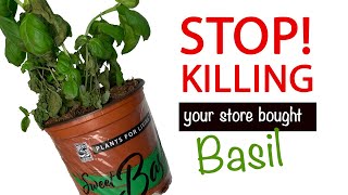 Keep Basil Growing for YEARS Not Just Weeks [upl. by Anecuza]