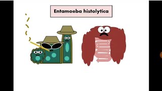 Stool Analysis 12 Entamoeba histolytica [upl. by Holly-Anne]