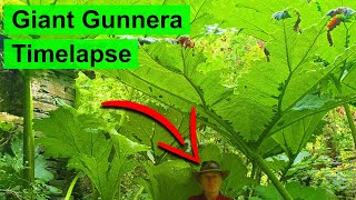 Giant Gunnera Plant Timelapse  3 Months of Growth [upl. by Mariele214]