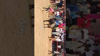 Owner k Sambavam jallikattu shortsbeta trending shortvideo shorts short shortsfeed status [upl. by Alurta686]