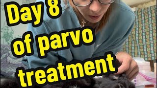 Day 8 of parvo treatment Puppies with parvo Parvo puppies Parvovirus treatment [upl. by Merriott]