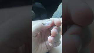 I trained a fly put his name in the comments ￼ [upl. by Spracklen231]