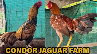 Condor Asil Jaguar Reynoso Farm Morelos Mexico [upl. by Ymas911]