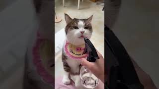 cat vs spray bottle  cat1 spray bottle 0 😂 fearless cutecats spraybottle catsnipsViral44 [upl. by Walke]