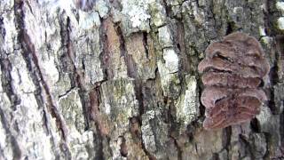 Hag Moth Caterpillar Phobetron pithecium [upl. by Artimed]