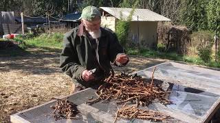 How to Grow Licorice Root with Michael Pilarski quotSkeeterquot [upl. by Aneba]