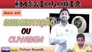 O que é Segmentação ou clivagem do ovo  Embriologia  Aula 49 embriologia [upl. by Marline222]