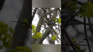 Yellow rumped warbler searching oohchild fivestepstairs [upl. by Solrak242]