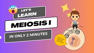 meiosis animation  meiosis cell division animation  meiosis class 9 [upl. by Rey]