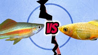 Fish Faceoff Swordtail v Platy [upl. by Hilliard]