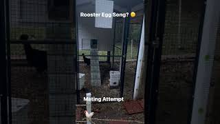 Rooster Egg Song amp Mating Attempt shorts [upl. by Eam]