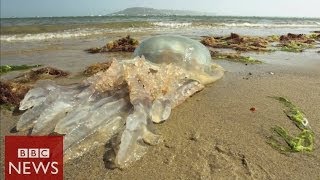 Why are giant jellyfish washing up on UK beaches BBC News [upl. by Jopa]