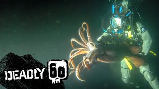 Swimming With An Angry Humboldt Squid  Deadly 60  BBC Earth Kids [upl. by Eetsud]