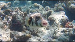 Ultimate Snorkelling Safari  Kuramathi House Reef Rasdhoo Atoll Maldives [upl. by Anin18]