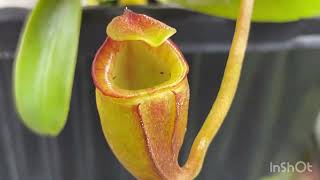 Nepenthes grow tent  new pitchers and general nep talk [upl. by Einnalem]