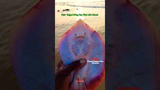 Pale Edged Sting Ray Fish Life Saved 🥹 rayfish rayfisher ytshorts ytviral trendingshorts [upl. by Ihsakat574]