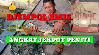 Umpan ikan mas djempol amis tanpa kroto  Kumbul ngetrik [upl. by Eiryk614]