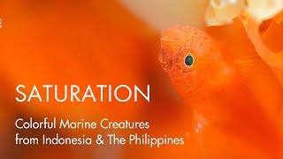 SATURATION  Colorful Marine Creatures from Indonesia amp The Philippines [upl. by Apple75]